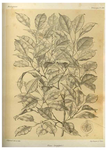 Reproducción/Reproduction 49786042526: Histoire physique, naturelle, et politique de Madagascar. Paris :Impr. nationale,1885-. 