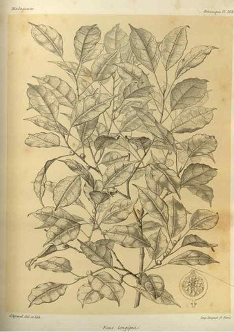 Reproducción/Reproduction 49786042526: Histoire physique, naturelle, et politique de Madagascar. Paris :Impr. nationale,1885-. 