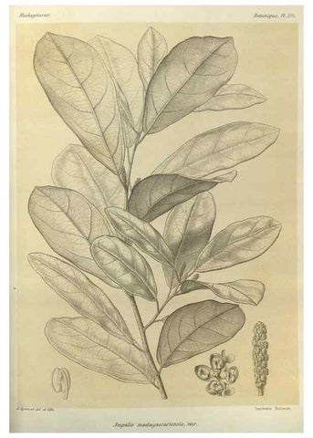 Reproducción/Reproduction 49786037561: Histoire physique, naturelle, et politique de Madagascar. Paris :Impr. nationale,1885-. 