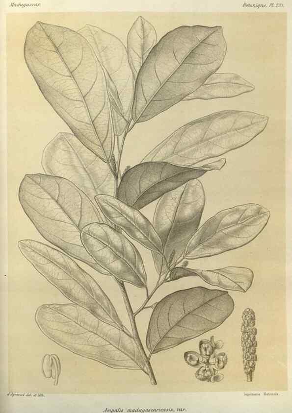 Reproducción/Reproduction 49786037561: Histoire physique, naturelle, et politique de Madagascar. Paris :Impr. nationale,1885-. 