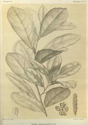 Reproducción/Reproduction 49786037561: Histoire physique, naturelle, et politique de Madagascar. Paris :Impr. nationale,1885-. 
