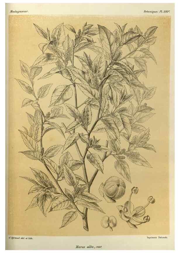 Reproducción/Reproduction 49785499383: Histoire physique, naturelle, et politique de Madagascar. Paris :Impr. nationale,1885-. 