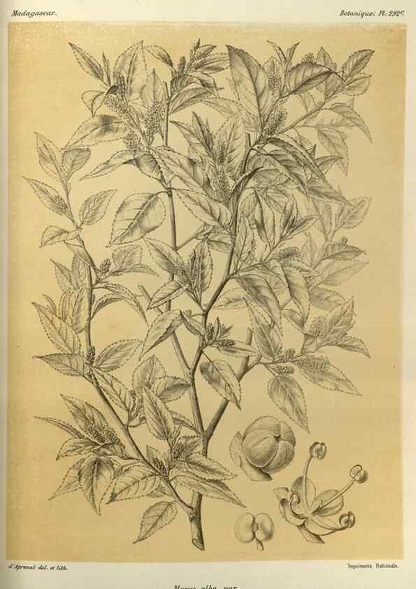 Reproducción/Reproduction 49785499383: Histoire physique, naturelle, et politique de Madagascar. Paris :Impr. nationale,1885-. 