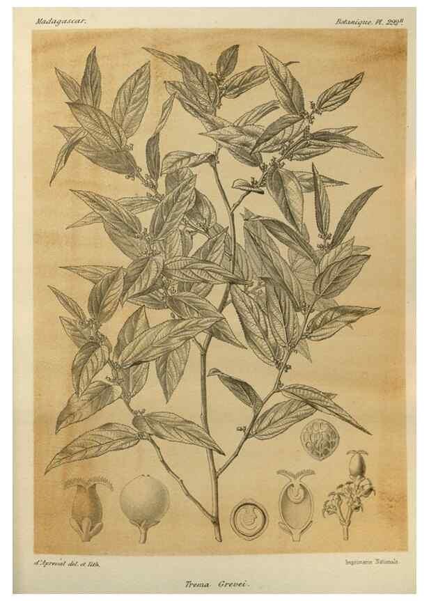Reproducción/Reproduction 49786356972: Histoire physique, naturelle, et politique de Madagascar. Paris :Impr. nationale,1885-. 