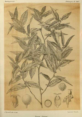 Reproducción/Reproduction 49786356972: Histoire physique, naturelle, et politique de Madagascar. Paris :Impr. nationale,1885-. 