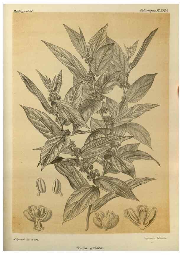 Reproducción/Reproduction 49786356602: Histoire physique, naturelle, et politique de Madagascar. Paris :Impr. nationale,1885-. 