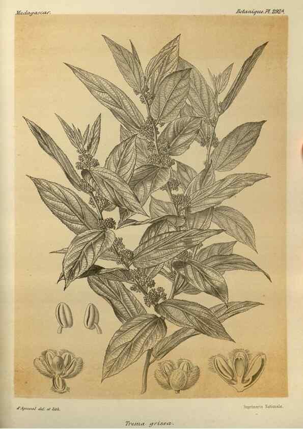 Reproducción/Reproduction 49786356602: Histoire physique, naturelle, et politique de Madagascar. Paris :Impr. nationale,1885-. 
