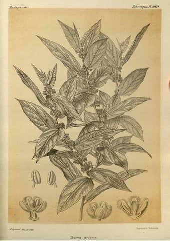 Reproducción/Reproduction 49786356602: Histoire physique, naturelle, et politique de Madagascar. Paris :Impr. nationale,1885-. 