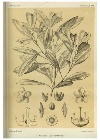 Reproducción/Reproduction 49785494303: Histoire physique, naturelle, et politique de Madagascar. Paris :Impr. nationale,1885-. 