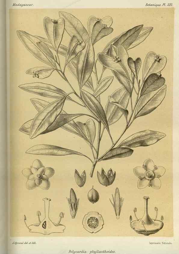 Reproducción/Reproduction 49785494303: Histoire physique, naturelle, et politique de Madagascar. Paris :Impr. nationale,1885-. 