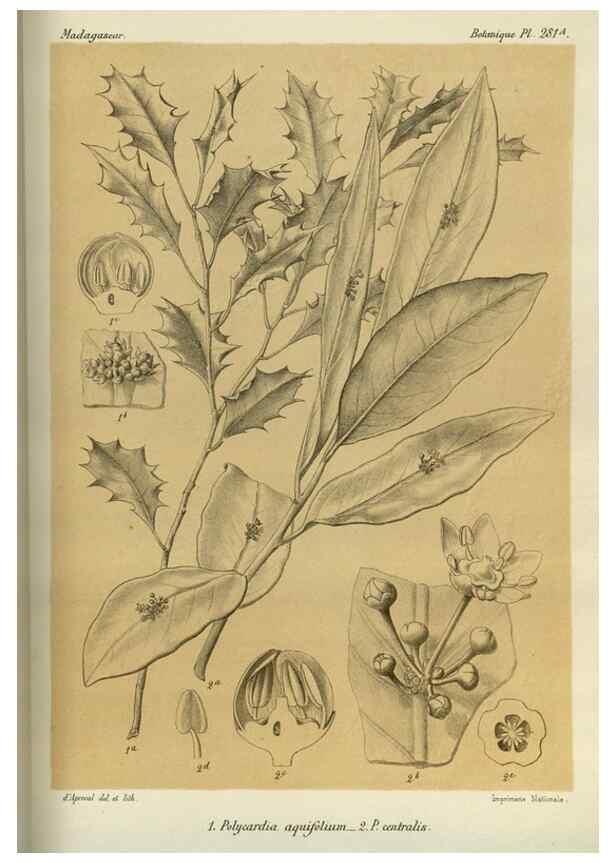 Reproducción/Reproduction 49786352502: Histoire physique, naturelle, et politique de Madagascar. Paris :Impr. nationale,1885-. 