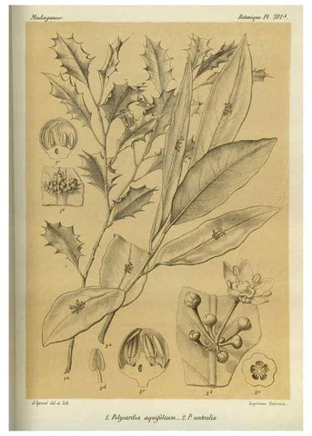 Reproducción/Reproduction 49786352502: Histoire physique, naturelle, et politique de Madagascar. Paris :Impr. nationale,1885-. 