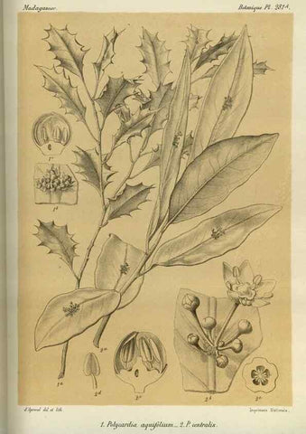Reproducción/Reproduction 49786352502: Histoire physique, naturelle, et politique de Madagascar. Paris :Impr. nationale,1885-. 