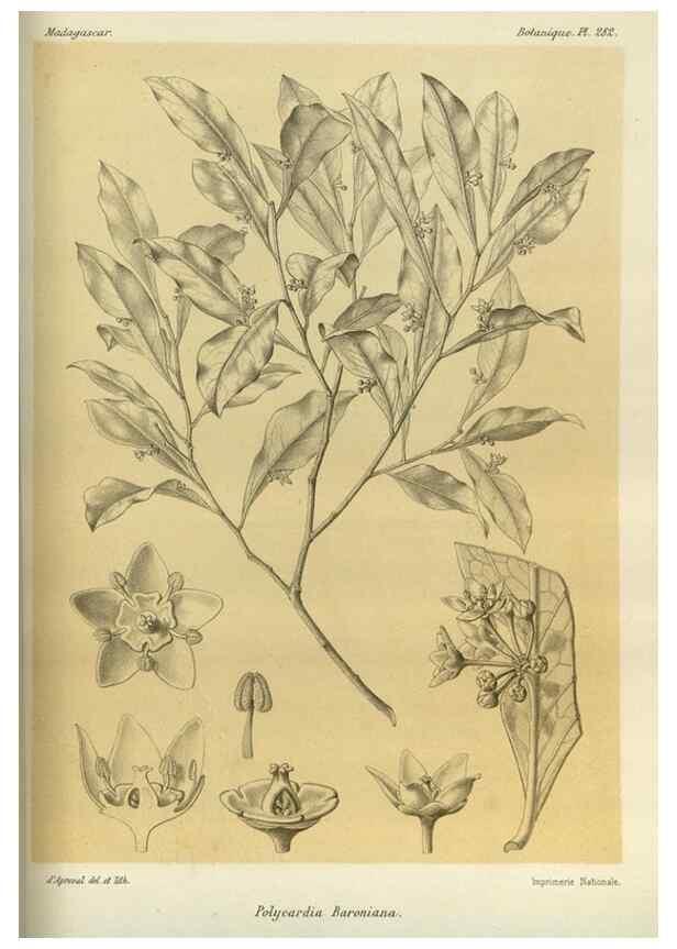 Reproducción/Reproduction 49786352737: Histoire physique, naturelle, et politique de Madagascar. Paris :Impr. nationale,1885-. 