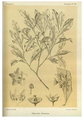 Reproducción/Reproduction 49786352737: Histoire physique, naturelle, et politique de Madagascar. Paris :Impr. nationale,1885-. 