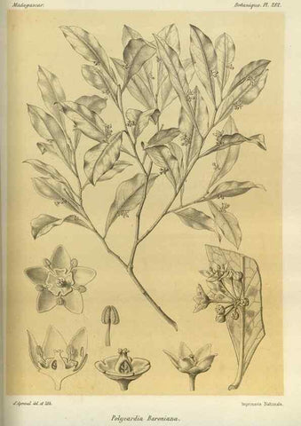 Reproducción/Reproduction 49786352737: Histoire physique, naturelle, et politique de Madagascar. Paris :Impr. nationale,1885-. 