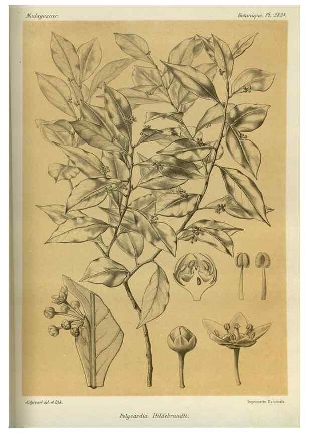 Reproducción/Reproduction 49786353102: Histoire physique, naturelle, et politique de Madagascar. Paris :Impr. nationale,1885-. 