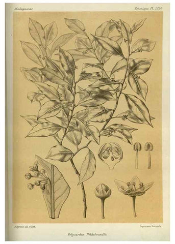 Reproducción/Reproduction 49786353102: Histoire physique, naturelle, et politique de Madagascar. Paris :Impr. nationale,1885-. 