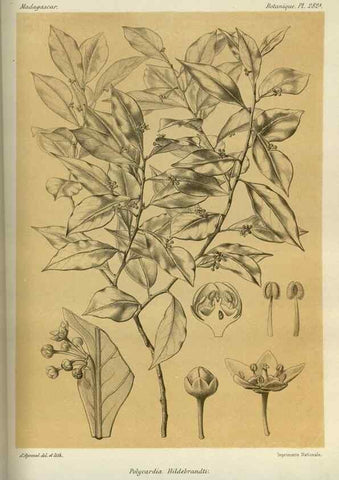 Reproducción/Reproduction 49786353102: Histoire physique, naturelle, et politique de Madagascar. Paris :Impr. nationale,1885-. 