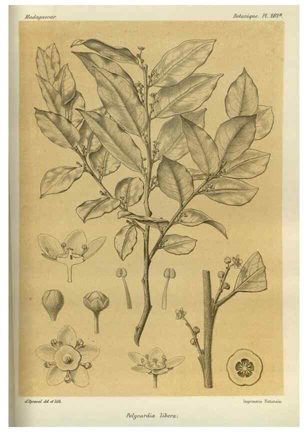 Reproducción/Reproduction 49786353512: Histoire physique, naturelle, et politique de Madagascar. Paris :Impr. nationale,1885-. 