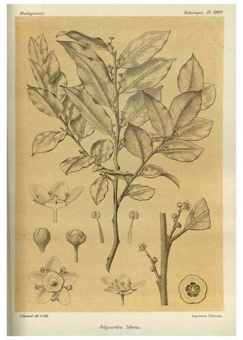 Reproducción/Reproduction 49786353512: Histoire physique, naturelle, et politique de Madagascar. Paris :Impr. nationale,1885-. 