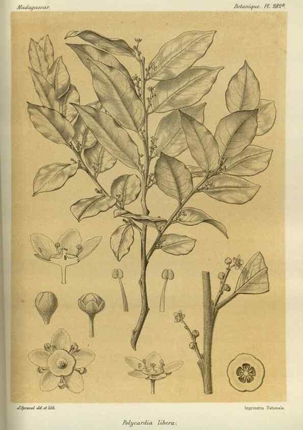 Reproducción/Reproduction 49786353512: Histoire physique, naturelle, et politique de Madagascar. Paris :Impr. nationale,1885-. 