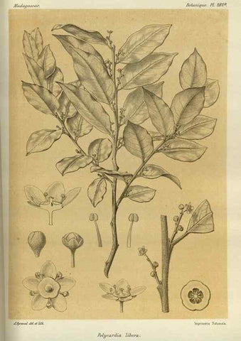 Reproducción/Reproduction 49786353512: Histoire physique, naturelle, et politique de Madagascar. Paris :Impr. nationale,1885-. 