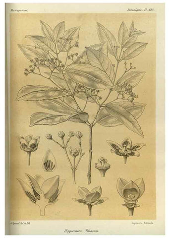 Reproducción/Reproduction 49786033676: Histoire physique, naturelle, et politique de Madagascar. Paris :Impr. nationale,1885-. 