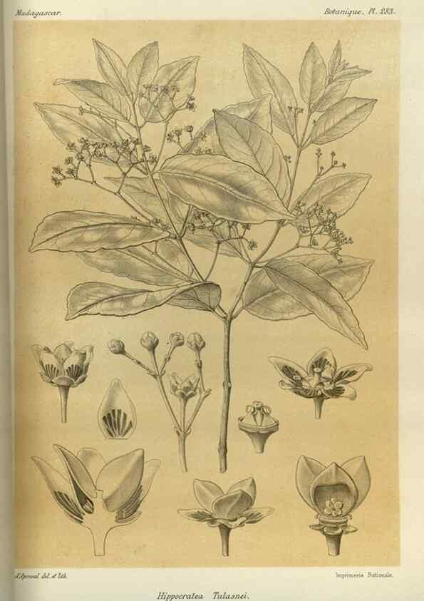 Reproducción/Reproduction 49786033676: Histoire physique, naturelle, et politique de Madagascar. Paris :Impr. nationale,1885-. 