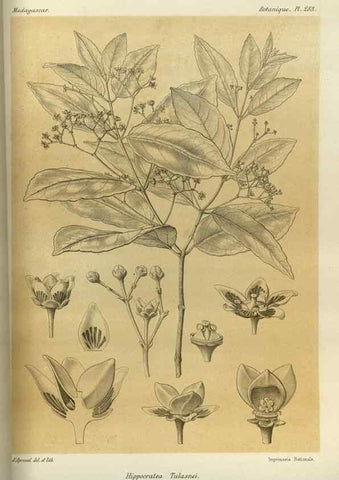 Reproducción/Reproduction 49786033676: Histoire physique, naturelle, et politique de Madagascar. Paris :Impr. nationale,1885-. 