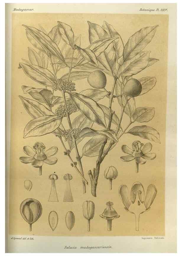 Reproducción/Reproduction 49785495913: Histoire physique, naturelle, et politique de Madagascar. Paris :Impr. nationale,1885-. 