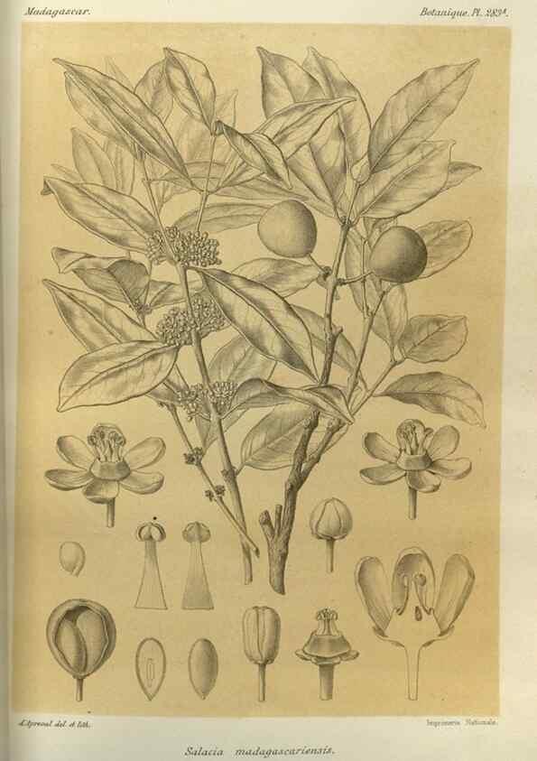 Reproducción/Reproduction 49785495913: Histoire physique, naturelle, et politique de Madagascar. Paris :Impr. nationale,1885-. 