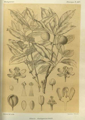 Reproducción/Reproduction 49785495913: Histoire physique, naturelle, et politique de Madagascar. Paris :Impr. nationale,1885-. 