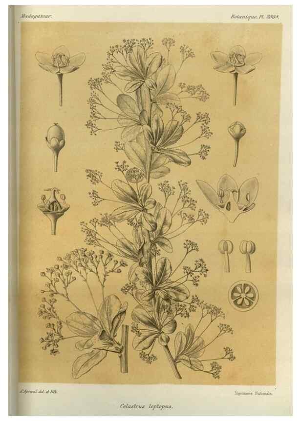 Reproducción/Reproduction 49785493823: Histoire physique, naturelle, et politique de Madagascar. Paris :Impr. nationale,1885-. 