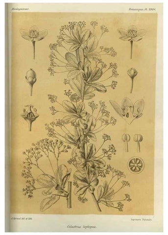 Reproducción/Reproduction 49785493823: Histoire physique, naturelle, et politique de Madagascar. Paris :Impr. nationale,1885-. 