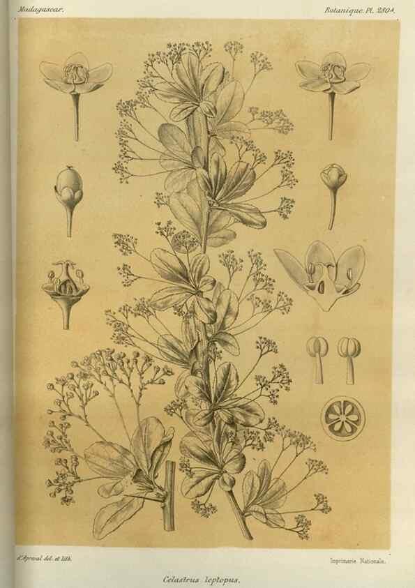 Reproducción/Reproduction 49785493823: Histoire physique, naturelle, et politique de Madagascar. Paris :Impr. nationale,1885-. 