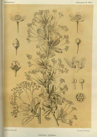 Reproducción/Reproduction 49785493823: Histoire physique, naturelle, et politique de Madagascar. Paris :Impr. nationale,1885-. 