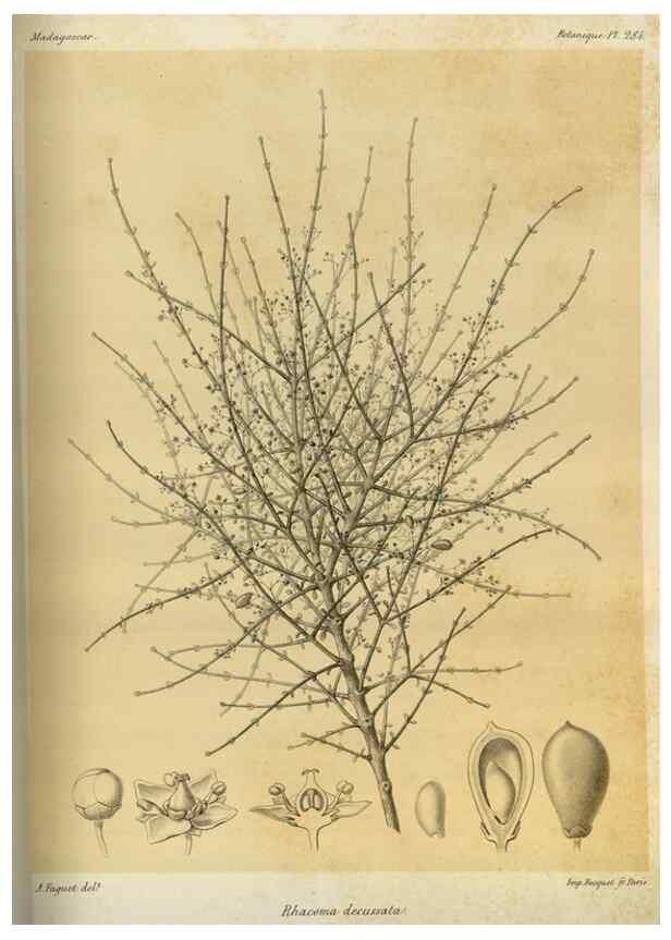 Reproducción/Reproduction 49786354382: Histoire physique, naturelle, et politique de Madagascar. Paris :Impr. nationale,1885-. 