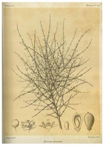Reproducción/Reproduction 49786354382: Histoire physique, naturelle, et politique de Madagascar. Paris :Impr. nationale,1885-. 