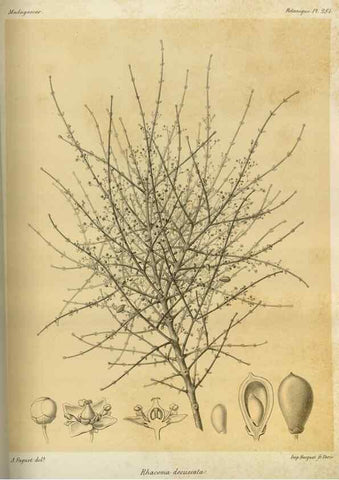 Reproducción/Reproduction 49786354382: Histoire physique, naturelle, et politique de Madagascar. Paris :Impr. nationale,1885-. 