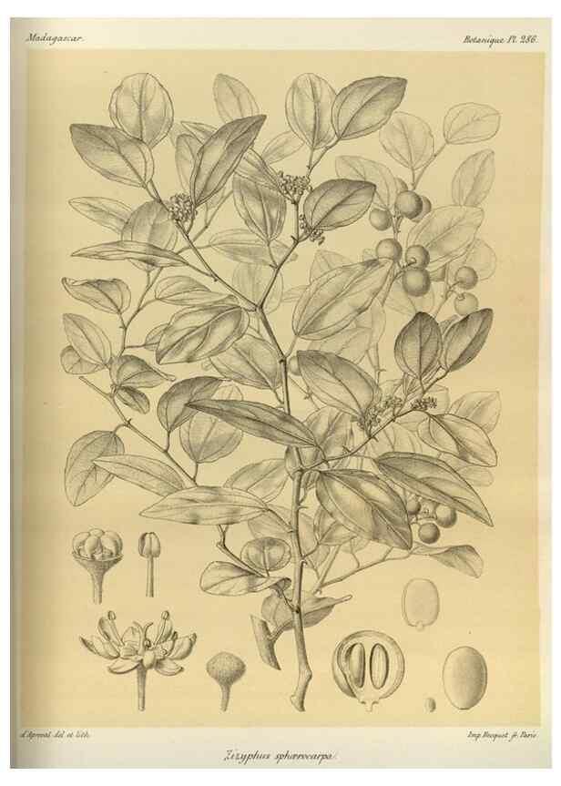 Reproducción/Reproduction 49785496703: Histoire physique, naturelle, et politique de Madagascar. Paris :Impr. nationale,1885-. 