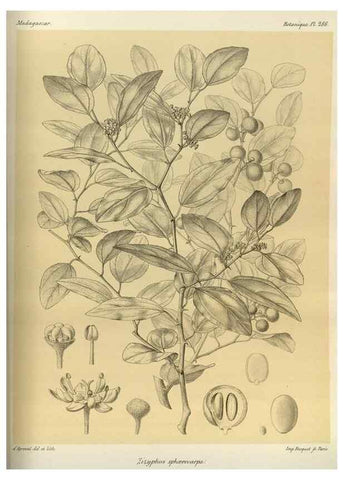 Reproducción/Reproduction 49785496703: Histoire physique, naturelle, et politique de Madagascar. Paris :Impr. nationale,1885-. 