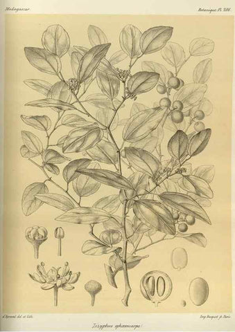 Reproducción/Reproduction 49785496703: Histoire physique, naturelle, et politique de Madagascar. Paris :Impr. nationale,1885-. 