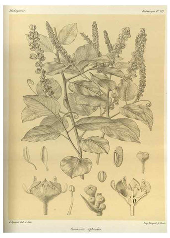 Reproducción/Reproduction 49786355087: Histoire physique, naturelle, et politique de Madagascar. Paris :Impr. nationale,1885-. 