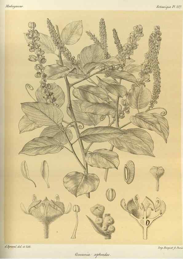 Reproducción/Reproduction 49786355087: Histoire physique, naturelle, et politique de Madagascar. Paris :Impr. nationale,1885-. 