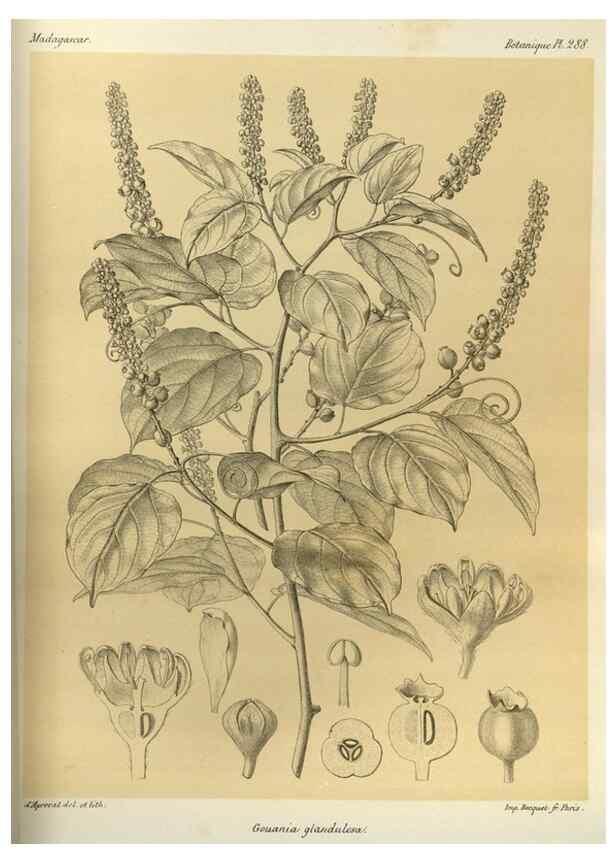 Reproducción/Reproduction 49786035221: Histoire physique, naturelle, et politique de Madagascar. Paris :Impr. nationale,1885-. 