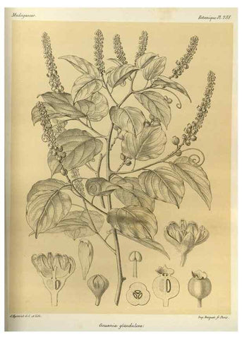 Reproducción/Reproduction 49786035221: Histoire physique, naturelle, et politique de Madagascar. Paris :Impr. nationale,1885-. 