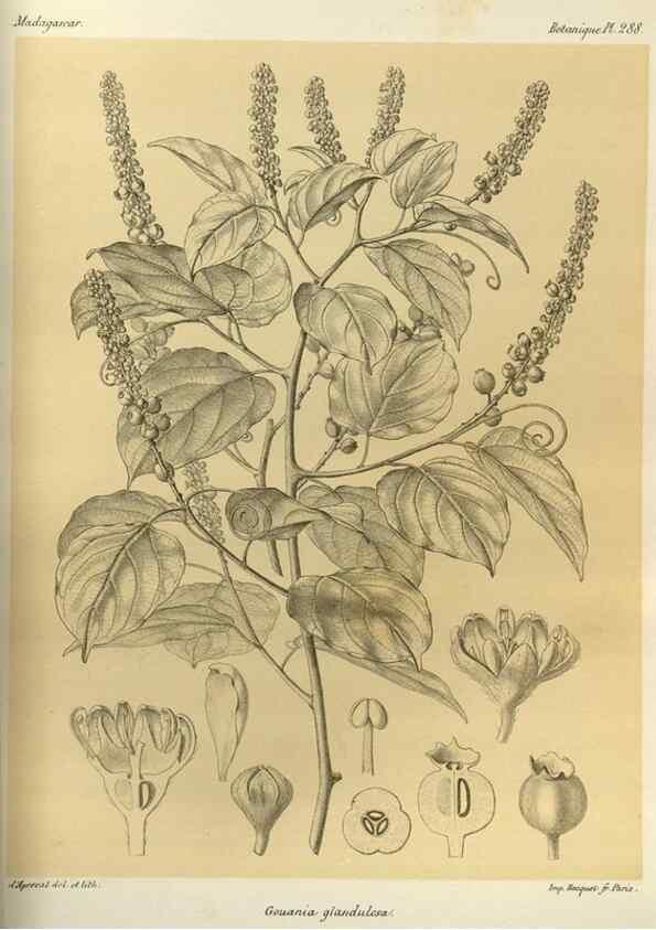 Reproducción/Reproduction 49786035221: Histoire physique, naturelle, et politique de Madagascar. Paris :Impr. nationale,1885-. 