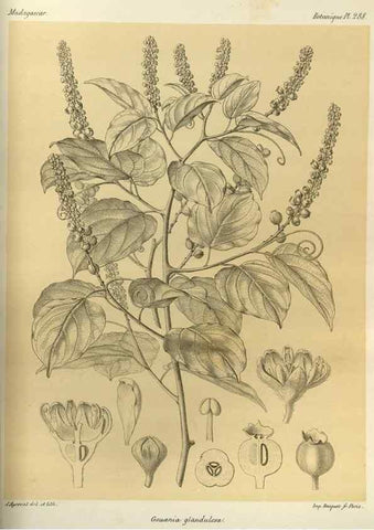 Reproducción/Reproduction 49786035221: Histoire physique, naturelle, et politique de Madagascar. Paris :Impr. nationale,1885-. 