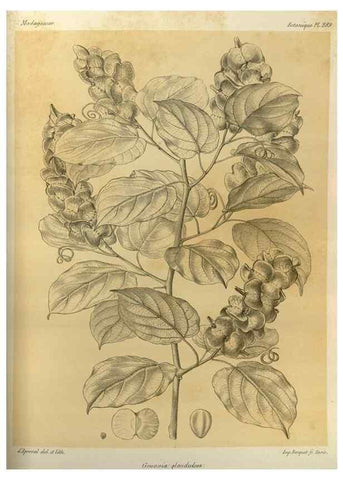 Reproducción/Reproduction 49786035556: Histoire physique, naturelle, et politique de Madagascar. Paris :Impr. nationale,1885-. 